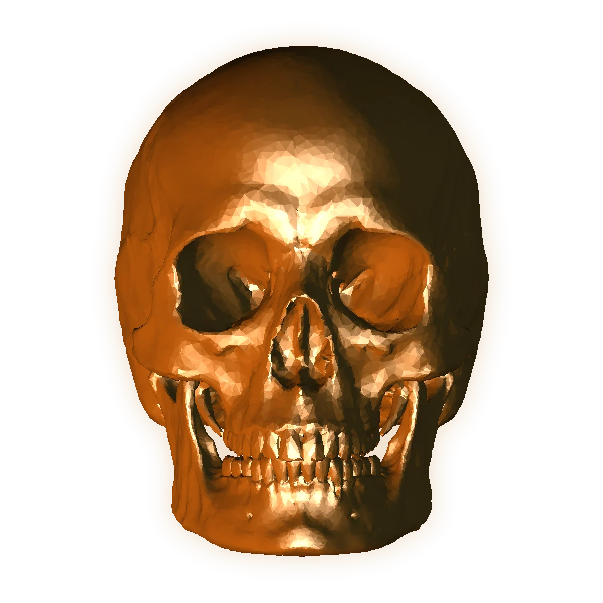 Cranio anatomico dorato visto frontalmente